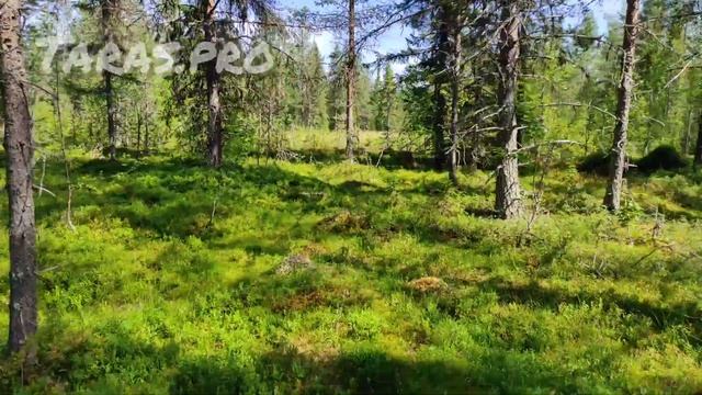 збір морошки в Швеції день 6 смотреть онлайн