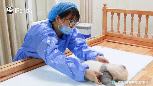 The Growing-Up Diary Of Top Panda Star Ji Xiao | iPanda смотреть онлайн