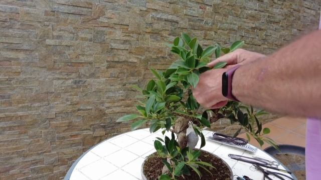 Бонсай в стиле Мойоги. Продолжение формирования фикуса бонсай с Буддой. Bonsai Ficus in Moyogi Styl смотреть онлайн