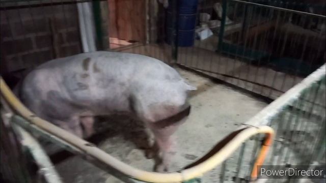 // Его с нами больше нет. // Как его забирали ?? Сколько мяса он от имеет ???) смотреть онлайн