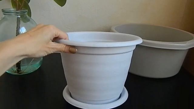 Фикус после обрезки, прошло 3 месяца. Посадка боковой крупной ветки в грунт. смотреть онлайн