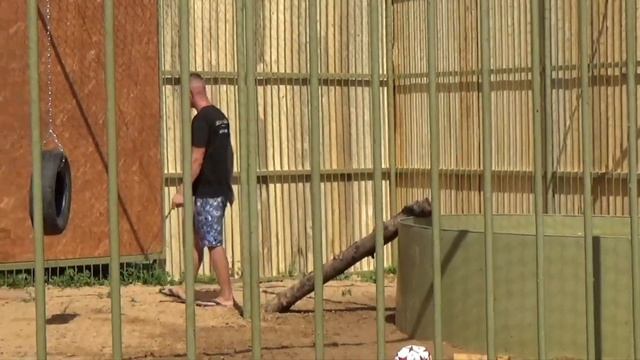 Молодой тигр может быть опасен ?? ПАРК ЗЕМЛЯ ПРАЙДА? смотреть онлайн