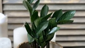 Чем же опасен Долларовое дерево? (денежное дерево) Zamiokulkas вред и польза растения.