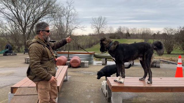 Should I Buy A Large, Powerful, Dog? Some Things To Consider смотреть онлайн