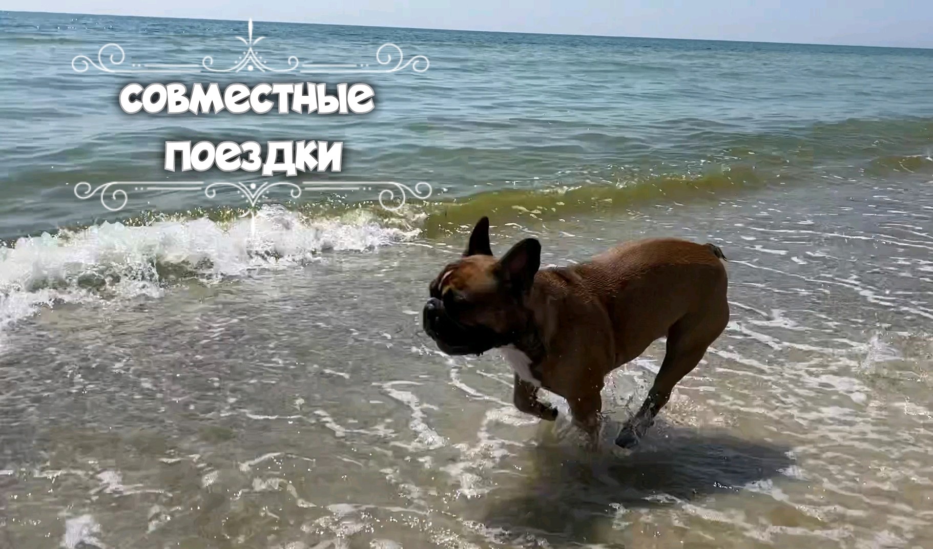 Поездки с французским бульдогом. Собака в машине – стоит ли путешествовать с питомцем смотреть онлайн