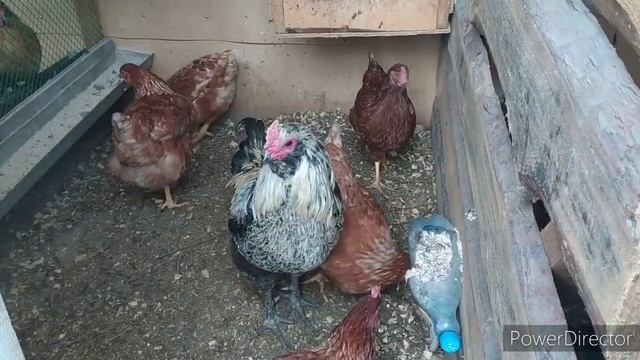 яйценоскость кур 24 часа в сутки??дела хозяйские смотреть онлайн