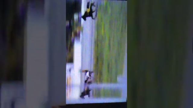 Nesttun trav 1982 Turin смотреть онлайн