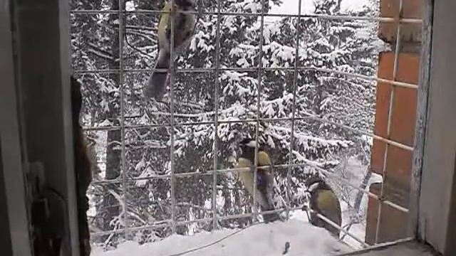 Синичка настоящая зимой смотреть онлайн