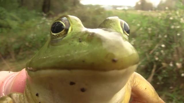 Bullfrog, NW USA. Лягушка-бык, С-З США (891sp)