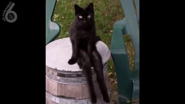 Коты смотреть онлайн