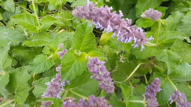 Шалфей Мутовчатый