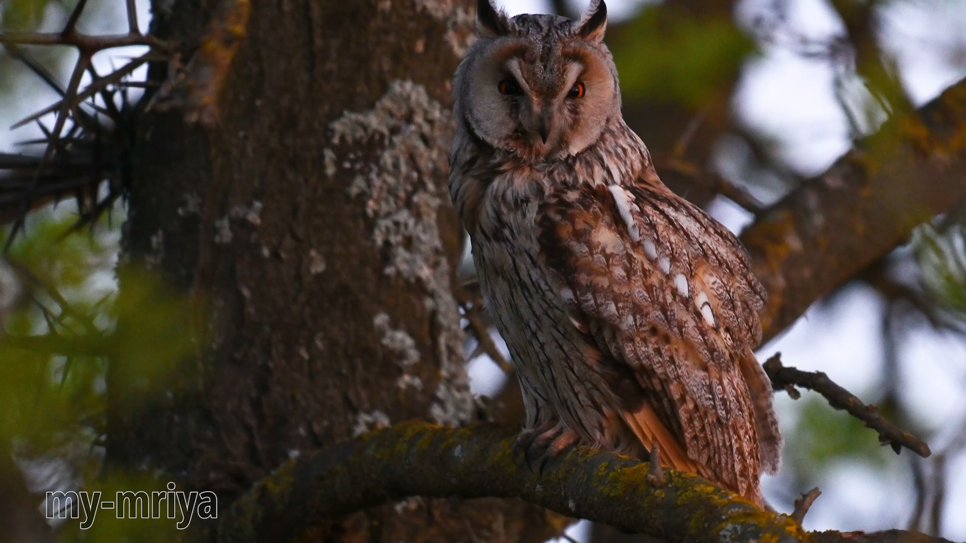 Ушастая сова наводит марафет смотреть онлайн