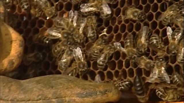 POLEN y MIEL NATURAL. Cría y cuidado de abejas y colmenas para obtener estos DULCES artesanalmente смотреть онлайн