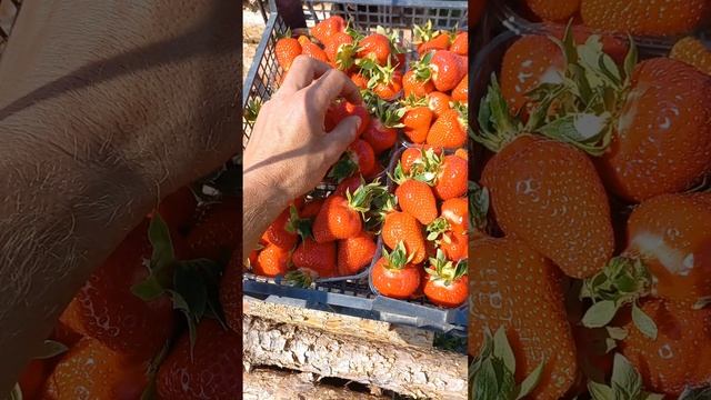 клубника ? априка первый сбор смотреть онлайн