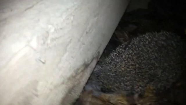 Ежики на даче смотреть онлайн