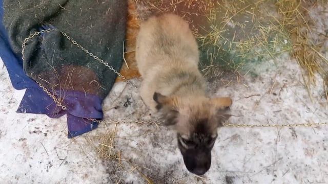 Очень срочно нужен дом для щенка-девочки! Замерзает! Помогите! смотреть онлайн