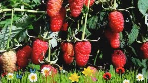 Малина традиционная Патриция ? Обзор: посадка и уход. крупномеры малины: описание и особенности