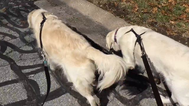 Loose Leash Walking 2 With Henna And Hope