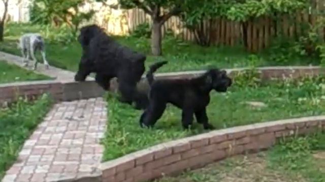 di3.BRT FEMALE, 5 minths old. смотреть онлайн