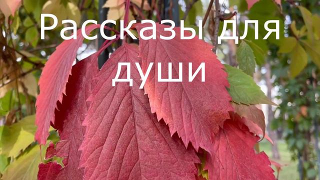 ⚡️Лежать на боку, это любимая работа зятя, очень надо дать ему пинка... смотреть онлайн