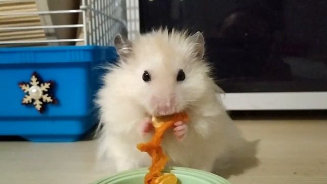 САМЫЙ МИЛЫЙ СИРИЙСКИЙ ХОМЯК смотреть онлайн