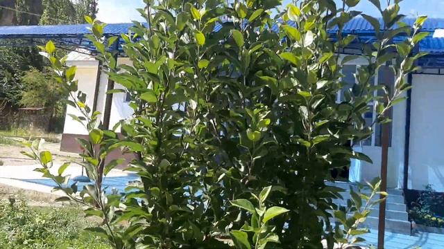 навес арка жасайбыз Ош Жалалабад Базаркогон Озгон 0558461646 смотреть онлайн