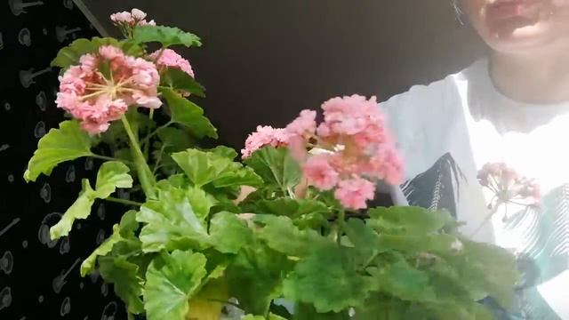 Пеларгония Anita моя красотка
