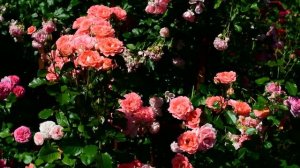 Флорибунда или Грандифлора?  Как правильно?  Рассудите!