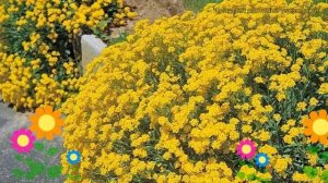 Алиссум скальный Золотая волна. Краткий обзор, описание alyssum saxatile Zolotaia volna