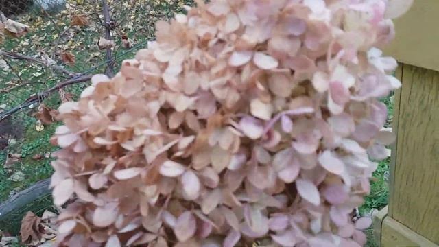 Обзор октябрьского сада. Цветущие розы:Леонардо да Винчи, Барок, Вестерленд, Лавилла Кота,Помпонелл смотреть онлайн