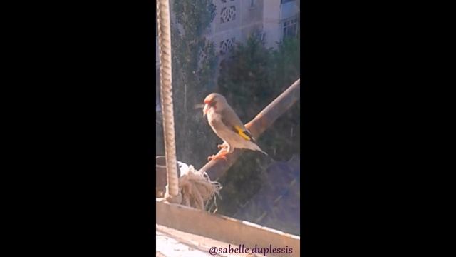 Птичка вьёт гнездо смотреть онлайн