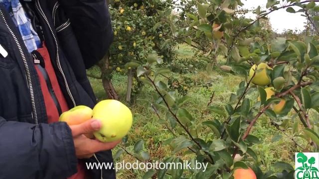 Яблоня сорт Зимнее лимонное смотреть онлайн