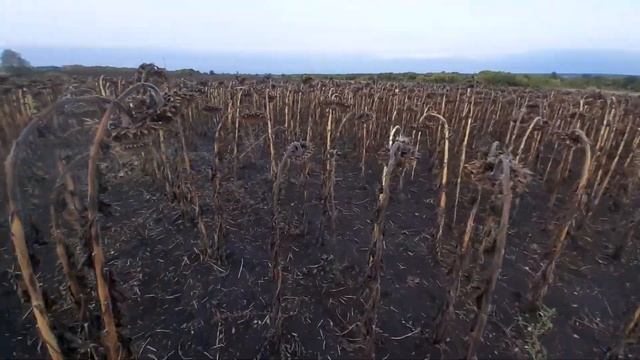 Обзор участка с подсолнечником смотреть онлайн