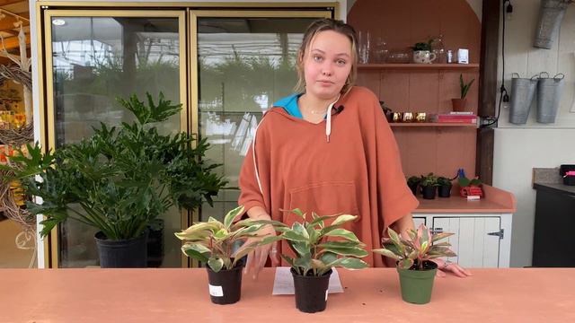 Peperomia 'Ginny' - Houseplant Of The Week