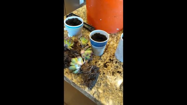 Easy Succulent Gift смотреть онлайн