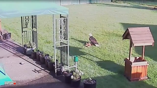 Это нужно Видеть!! За секунду до, Эти Хищники Были Обречены! Битвы Животных , Снятые на Камеру. смотреть онлайн