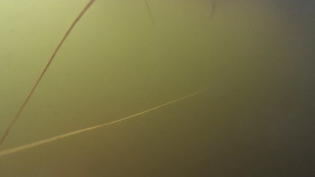 шикарный трофей