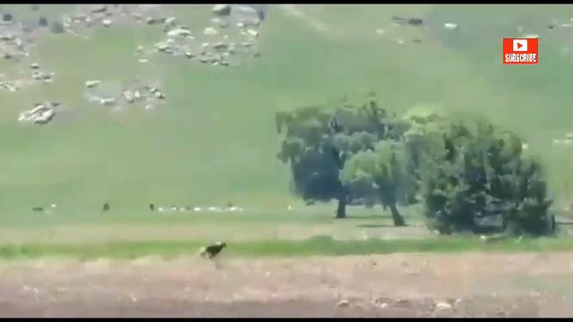 GREYHOUND DOGS HUNTING 2022 p5 смотреть онлайн