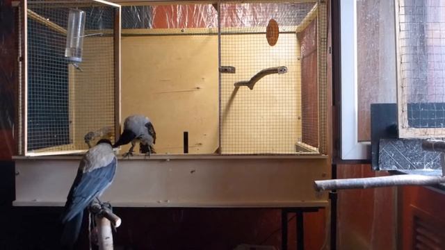 Из жизни серых ворон Крыши и Триши смотреть онлайн