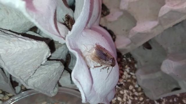 Рождение мраморных тараканов смотреть онлайн