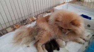 Роды померанского шпица