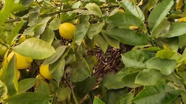 Бабушка приготовила шашлык из птицы Азербайджанская Кухня Деревенская Кухня Рецепты смотреть онлайн