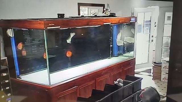 Black arowana flying off the aquarium lid смотреть онлайн