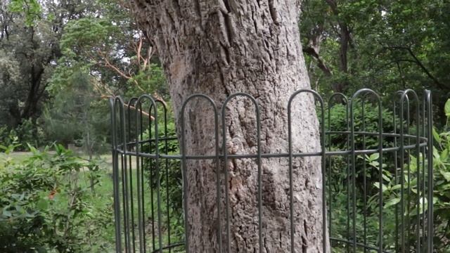 Прогулка к Лебединому озёру в Воронцовском парке