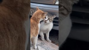 смешные котики. ?