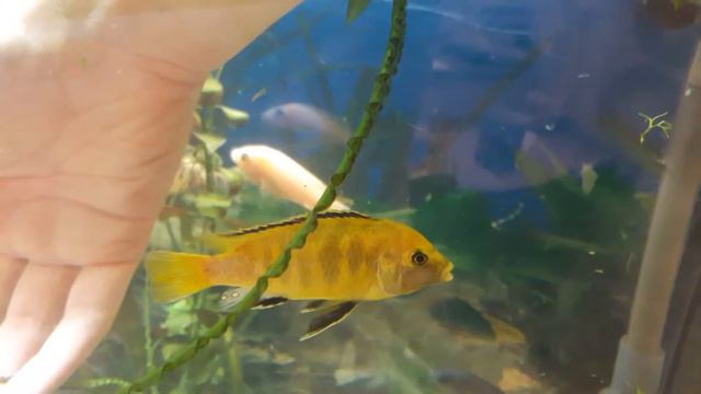 Рыба болеет смотреть онлайн