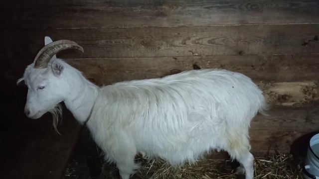 #Коза отказывается от еды/что делать?! смотреть онлайн