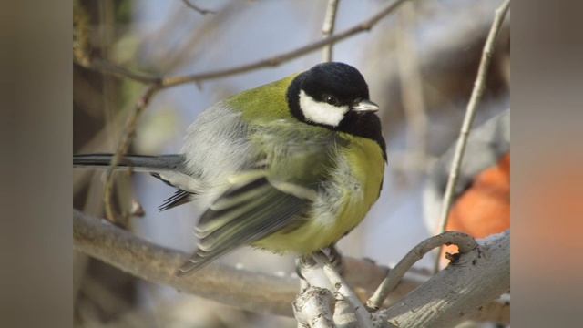 Оповідання В.Приходько "Жадібна синичка" смотреть онлайн