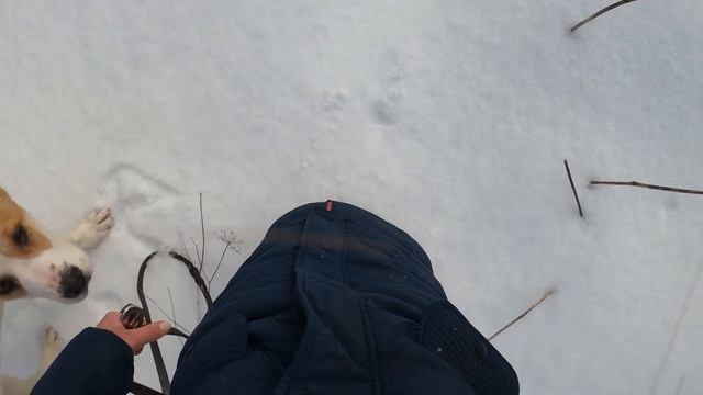 Два АЛАБАЯ на поводке || Щенки || Алабай || Социализация щенка || Giant Puppies | ALABAI | CAS | Do