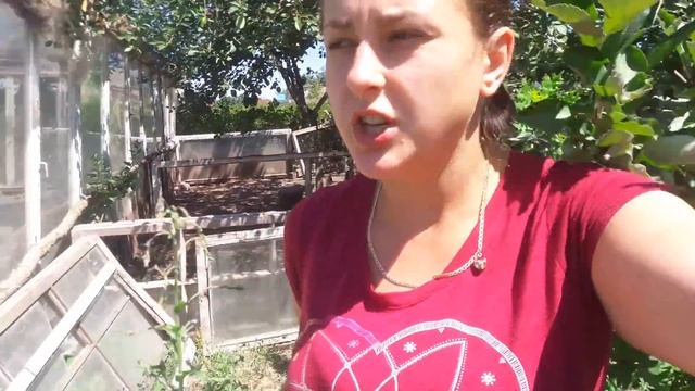 Кряква на мускусных яйцах// вывод мускусных уток смотреть онлайн